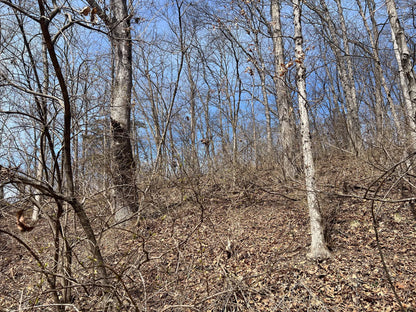 80± Acres Hunting Land with Income & Timber | Fulton County, Illinois
