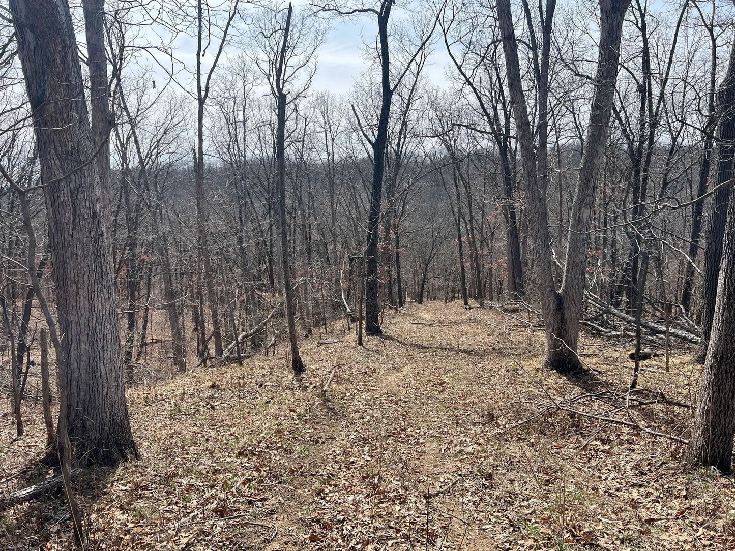 80± Acres Hunting Land with Income & Timber | Fulton County, Illinois